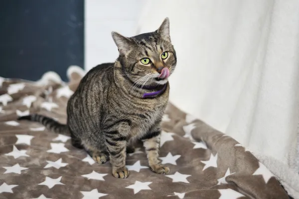 Znaleziono kota, Sosnowiec, 15 stycznia 2026 (3/3)