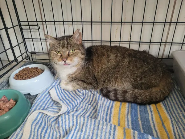 Znaleziono kota, Sosnowiec, 15 stycznia 2026