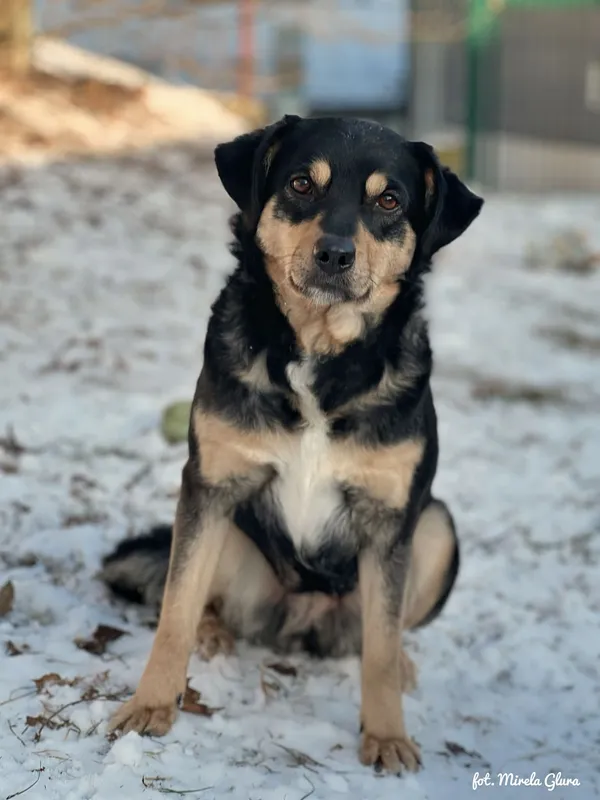 Pies do adopcji, Bydgoszcz, 19 stycznia 2026 (1/5)