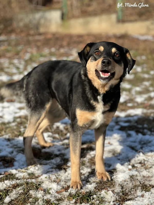 Pies do adopcji, Bydgoszcz, 19 stycznia 2026 (2/5)