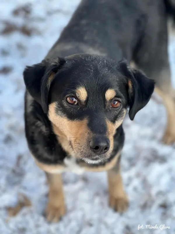 Pies do adopcji, Bydgoszcz, 19 stycznia 2026 (4/5)