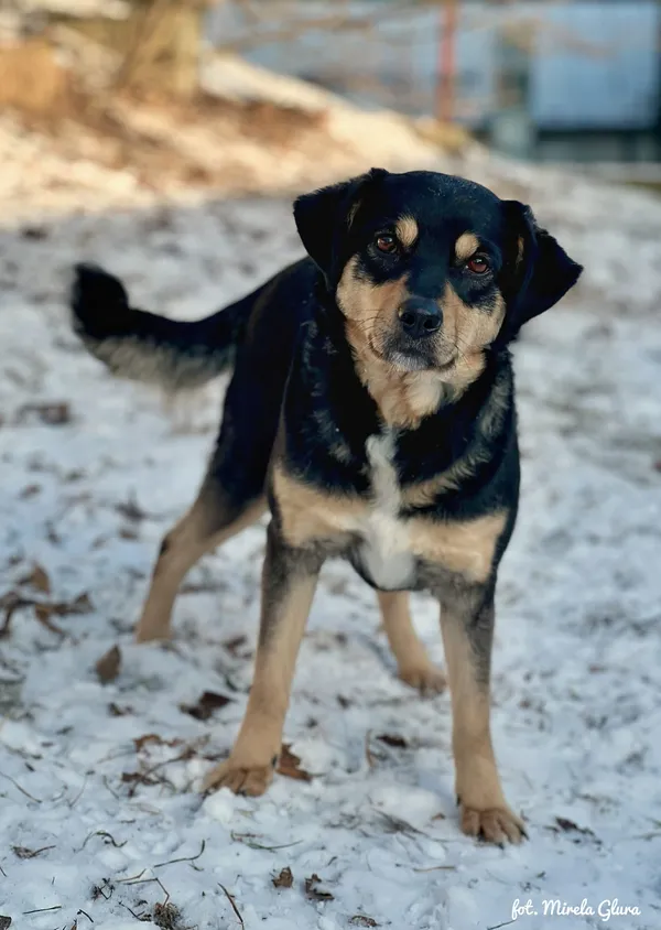 Pies do adopcji, Bydgoszcz, 19 stycznia 2026 (5/5)