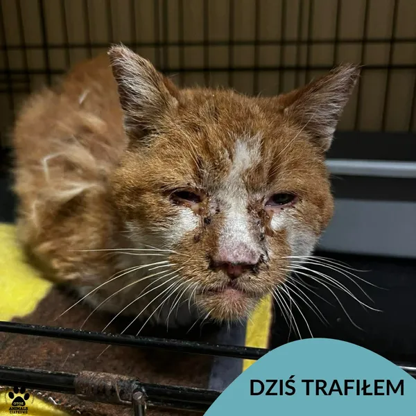 Znaleziono kota, Gdynia, 13 stycznia 2026