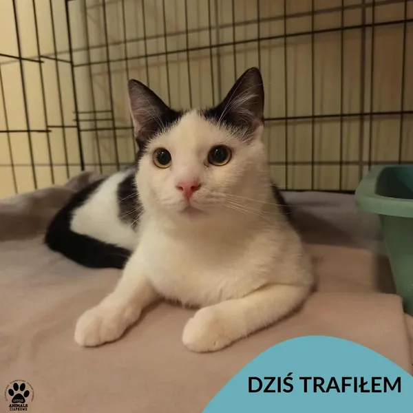 Znaleziono kota, Gdynia, 12 stycznia 2026