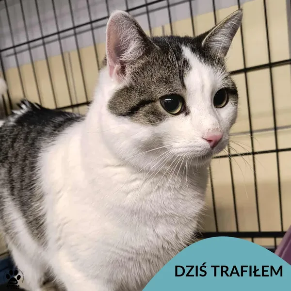 Znaleziono kota, Gdynia, 10 stycznia 2026