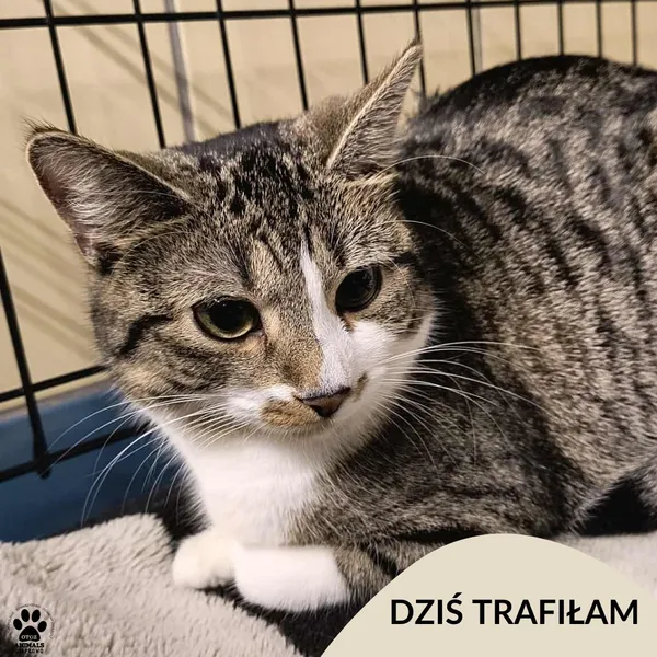 Znaleziono kota, Gdynia, 10 stycznia 2026