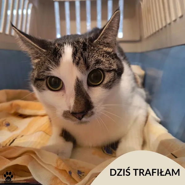 Znaleziono kota, Gdynia, 10 stycznia 2026