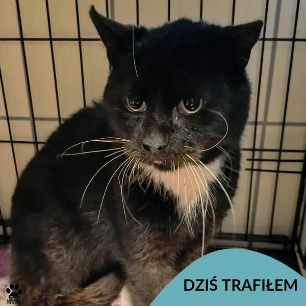 Znaleziono kota, Gdynia, 10 stycznia 2026