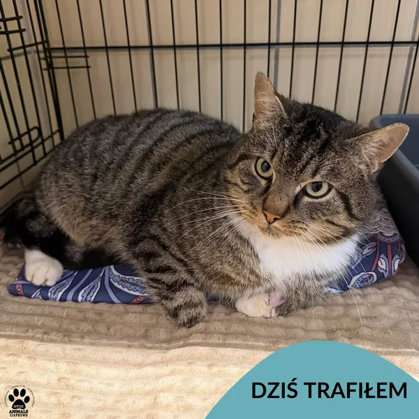 Znaleziono kota, Gdynia, 8 stycznia 2026