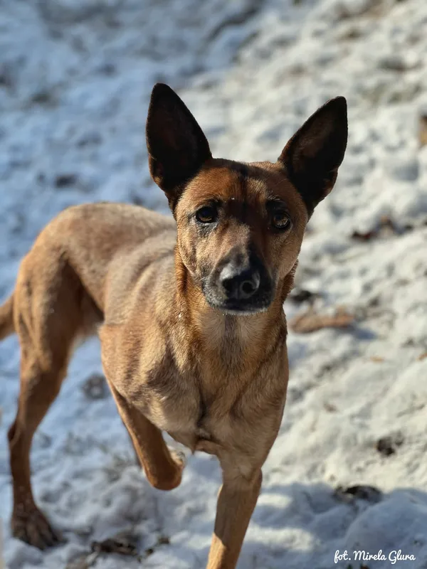 Pies do adopcji, Bydgoszcz, 19 stycznia 2026 (2/5)