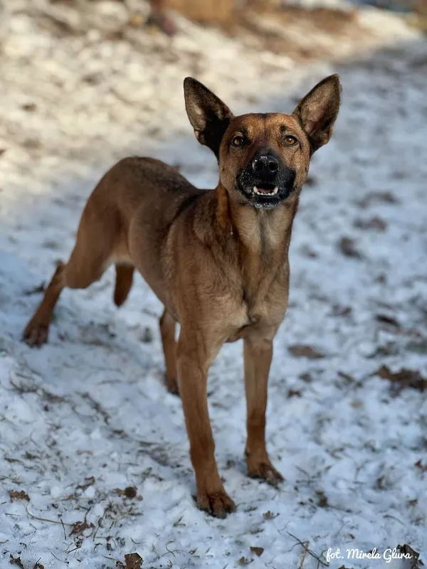 Pies do adopcji, Bydgoszcz, 19 stycznia 2026 (4/5)