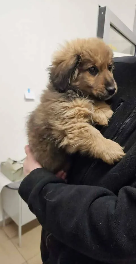 Znaleziono psa, Grudziądz, 18 stycznia 2026