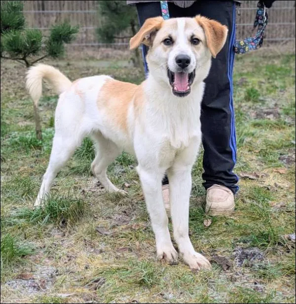 Znaleziono psa, Grudziądz, 9 grudnia 2025