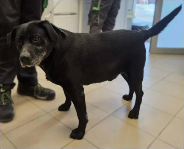 Znaleziono psa, Grudziądz, 19 stycznia 2026