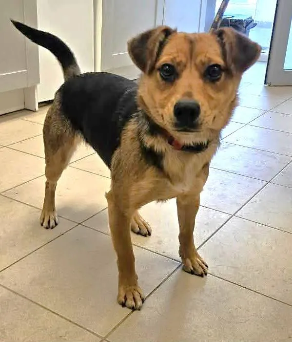 Znaleziono psa, Grudziądz, 19 stycznia 2026