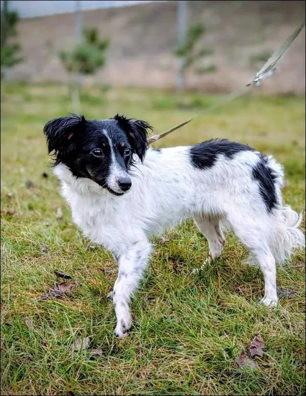 Znaleziono psa, Grudziądz, 24 stycznia 2025