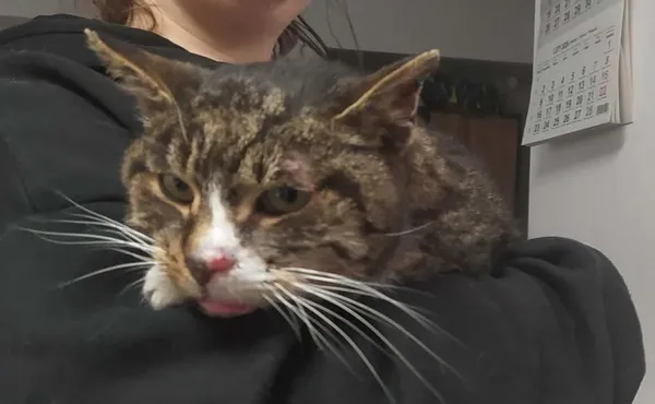 Znaleziono kota, Toruń, 18 stycznia 2026