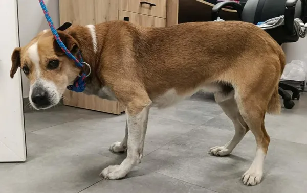 Znaleziono psa, Toruń, 16 stycznia 2026