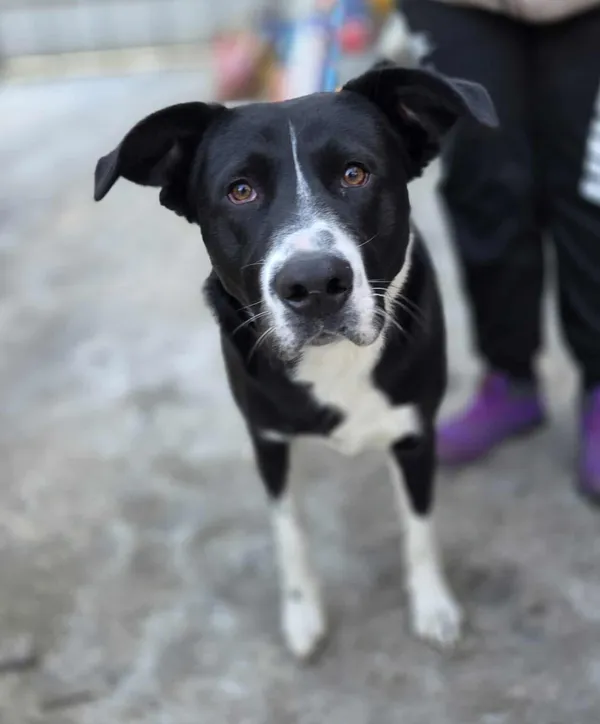 Pies do adopcji, Zgierz, 19 stycznia 2026 (1/5)