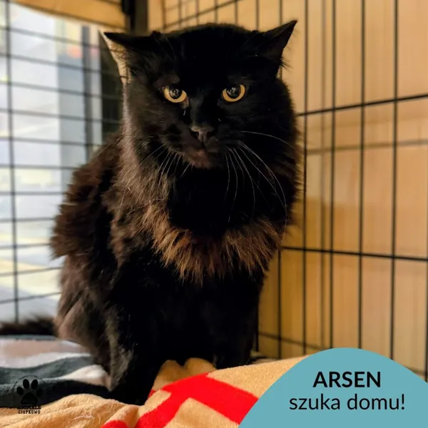 Kot do adopcji, Gdynia, 19 stycznia 2026 (1/3)