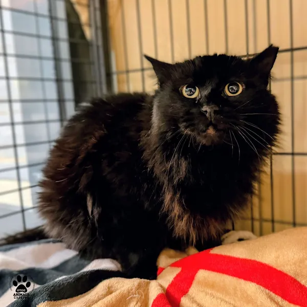 Kot do adopcji, Gdynia, 19 stycznia 2026 (2/3)