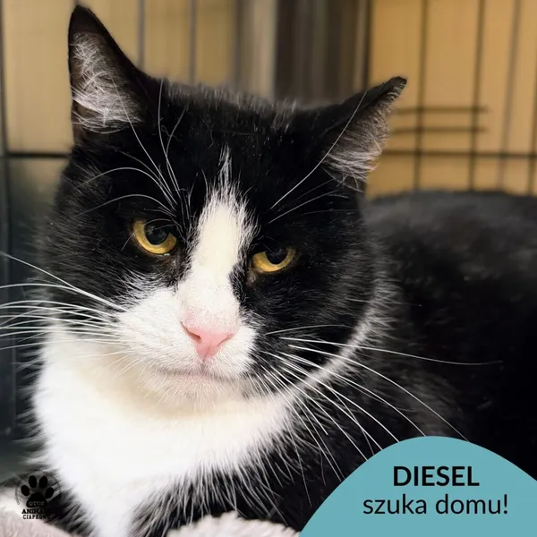 Kot do adopcji, Gdynia, 19 stycznia 2026 (1/3)