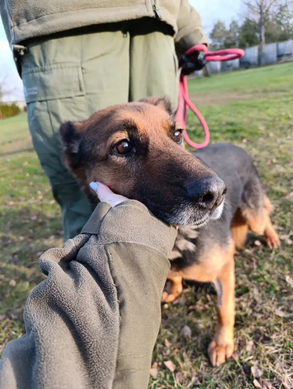 Pies do adopcji, Bełchatów, 27 października 2025 (2/5)