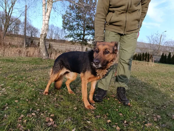 Pies do adopcji, Bełchatów, 27 października 2025 (4/5)