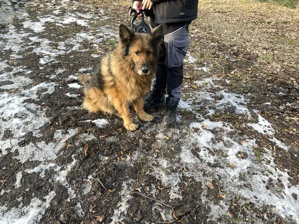 Pies do adopcji, Platerówka, 19 stycznia 2026 (1/3)