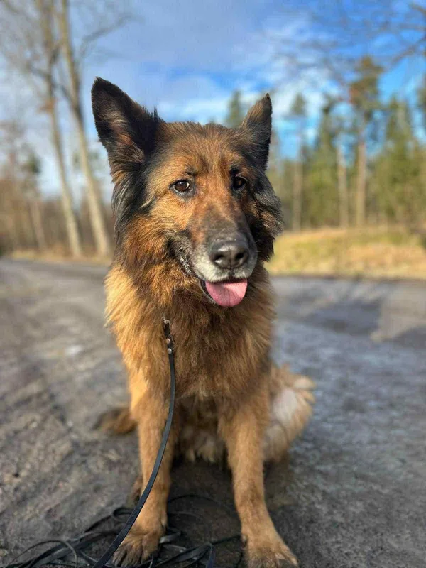 Pies do adopcji, Platerówka, 19 stycznia 2026 (2/3)