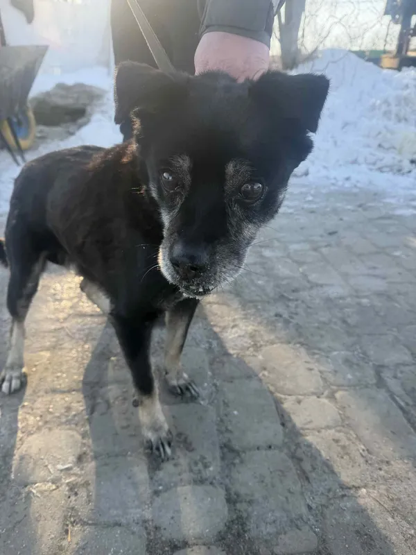 Pies do adopcji, Orzechowce, 19 stycznia 2026 (2/4)