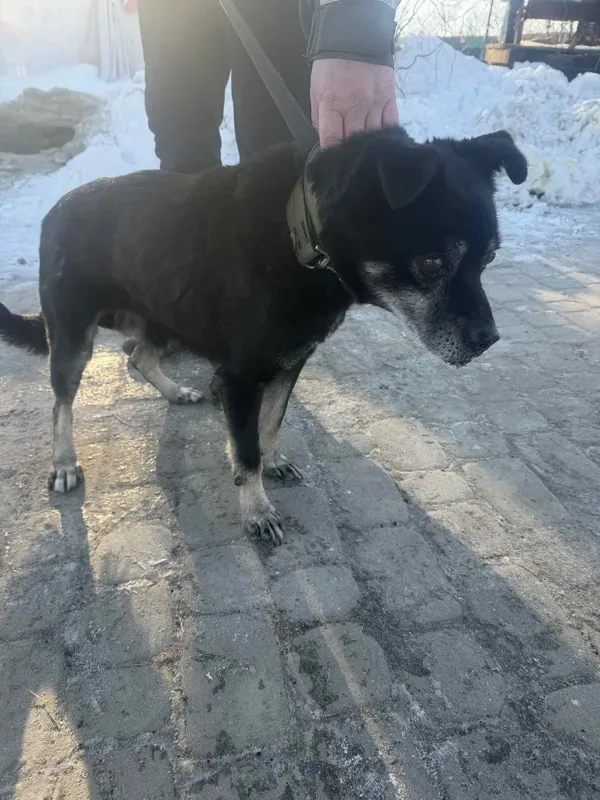 Pies do adopcji, Orzechowce, 19 stycznia 2026 (3/4)