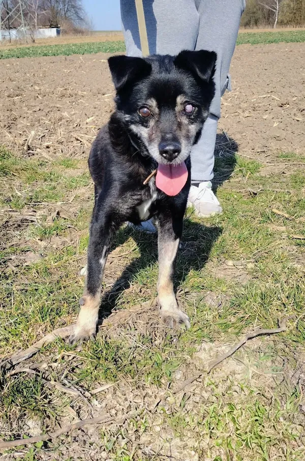 Pies do adopcji, Orzechowce, 19 stycznia 2026 (5/5)