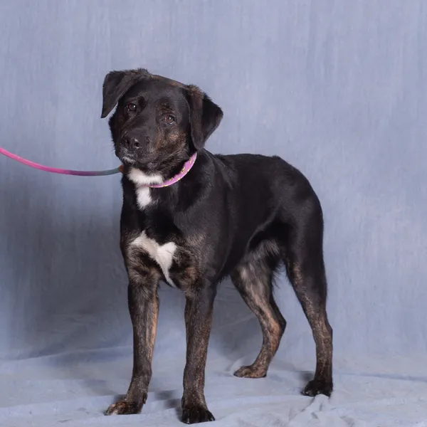 Pies do adopcji, Gdańsk, 23 grudnia 2025