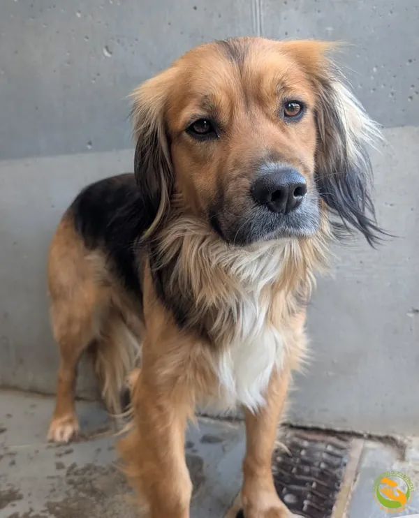 Znaleziono psa, Skałowo, 19 stycznia 2026 (2/2)