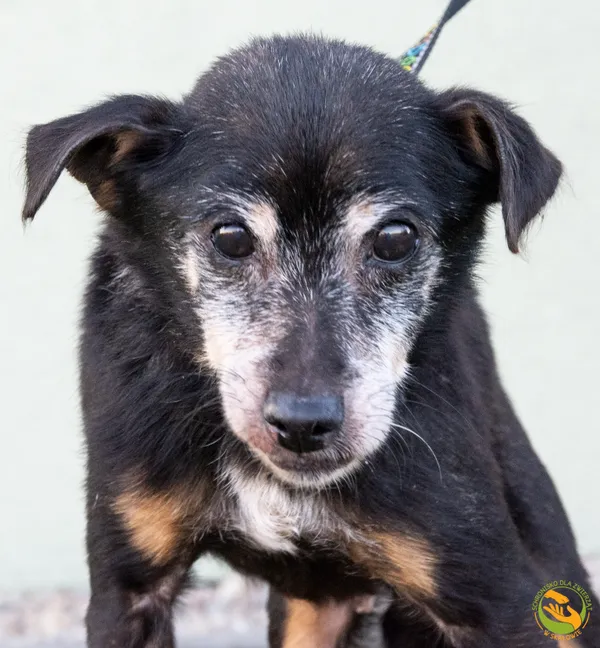 Znaleziono psa, Skałowo, 19 stycznia 2026 (1/3)