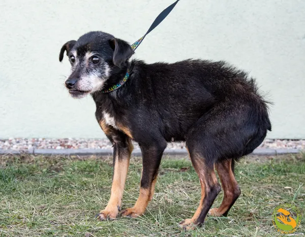 Znaleziono psa, Skałowo, 19 stycznia 2026 (2/3)