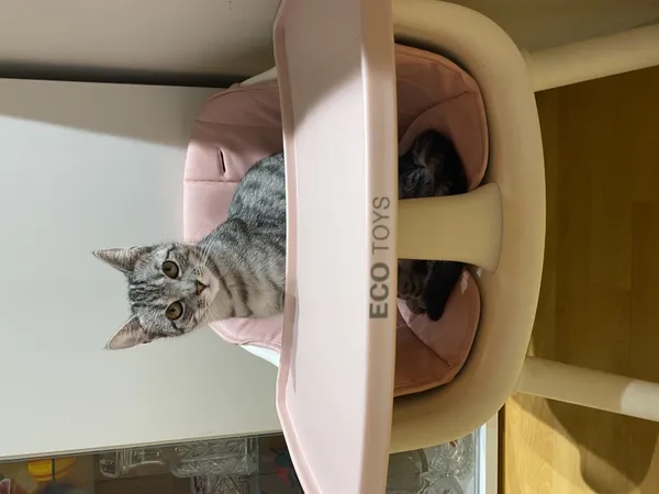 Zaginął kot, Łódź, 19 stycznia 2026