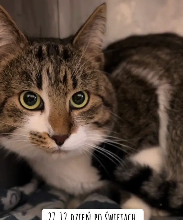 Kot do adopcji, Radom, 30 grudnia 2025