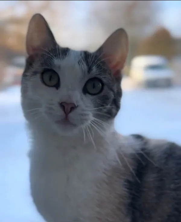 Kot do adopcji, Radom, 19 stycznia 2026