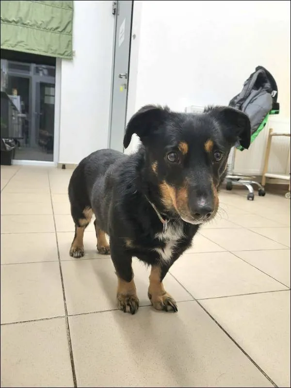 Znaleziono psa, Grudziądz, 19 stycznia 2026