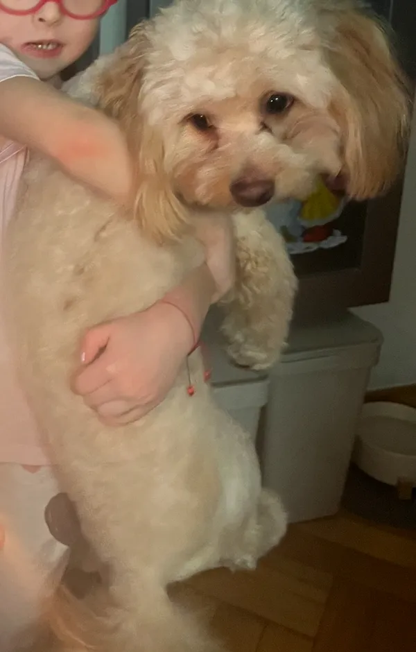 Zaginął pies, Tarnowskie Góry, Sowice, 20 stycznia 2026 (2/2)