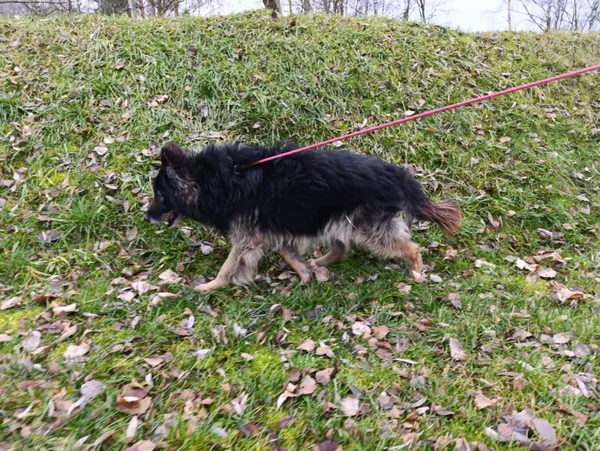 Pies do adopcji, Bełchatów, 25 listopada 2025 (3/5)