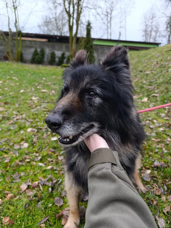 Pies do adopcji, Bełchatów, 25 listopada 2025 (4/5)