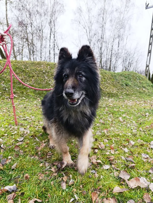 Pies do adopcji, Bełchatów, 25 listopada 2025 (5/5)