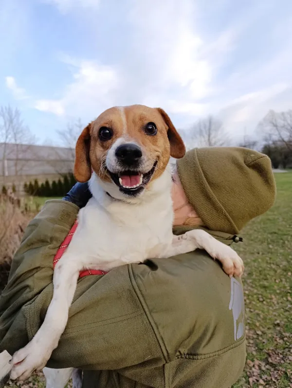 Pies do adopcji, Bełchatów, 30 listopada 2025 (1/5)