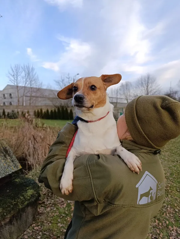 Pies do adopcji, Bełchatów, 30 listopada 2025 (5/5)