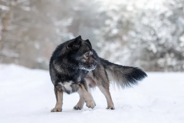 Pies do adopcji, Nowodwór, 19 stycznia 2026 (2/5)