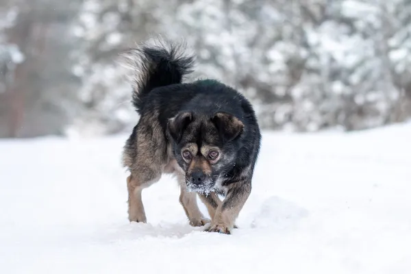 Pies do adopcji, Nowodwór, 19 stycznia 2026 (4/5)