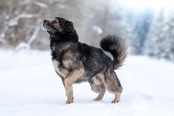 Pies do adopcji, Nowodwór, 19 stycznia 2026 (5/5)